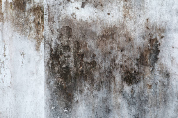 Best Real Estate Mold Inspection  in Harkers Island, NC