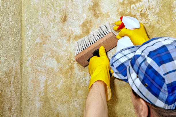 Best Mold Damage Restoration  in Harkers Island, NC