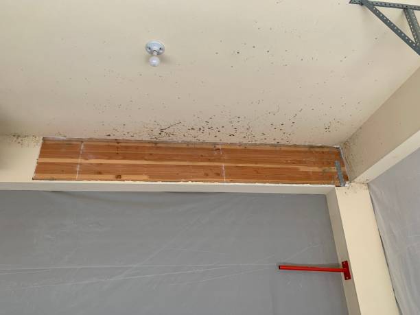 Best Black Mold Removal  in Harkers Island, NC