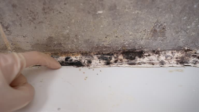 Best Mold Prevention Services  in Harkers Island, NC